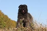 BOUVIER DES FLANDRES 275